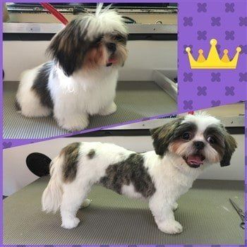 Shih tzu clearance haircut photos